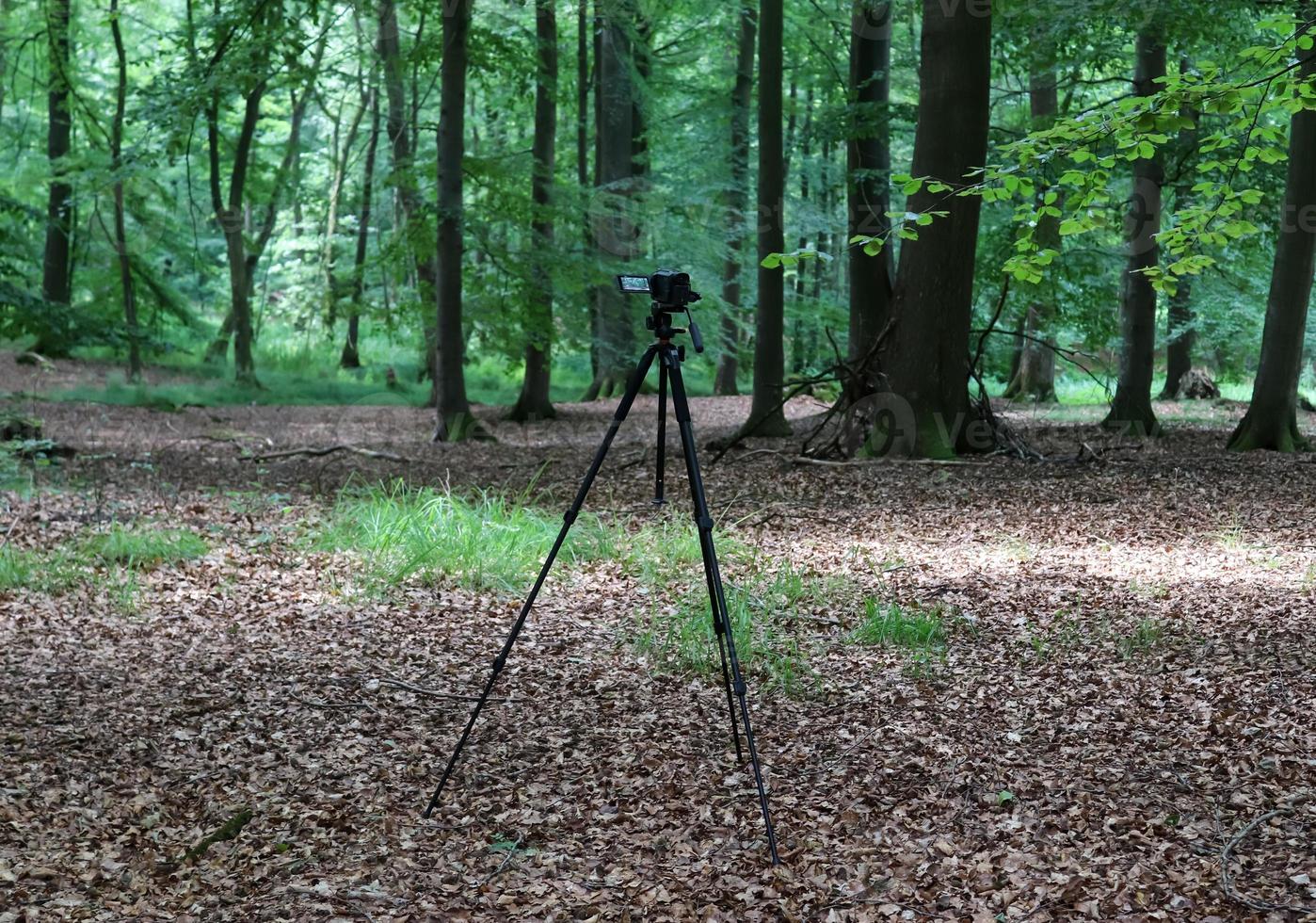 cámara en un trípode de pie en un bosque sin gente visible foto