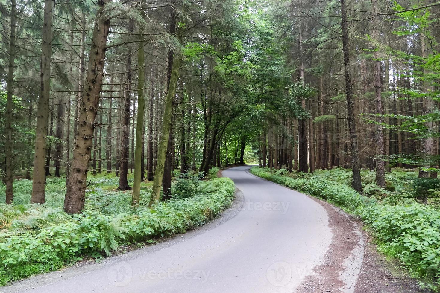 Beautiful view on a small road in a a dense green forest. photo