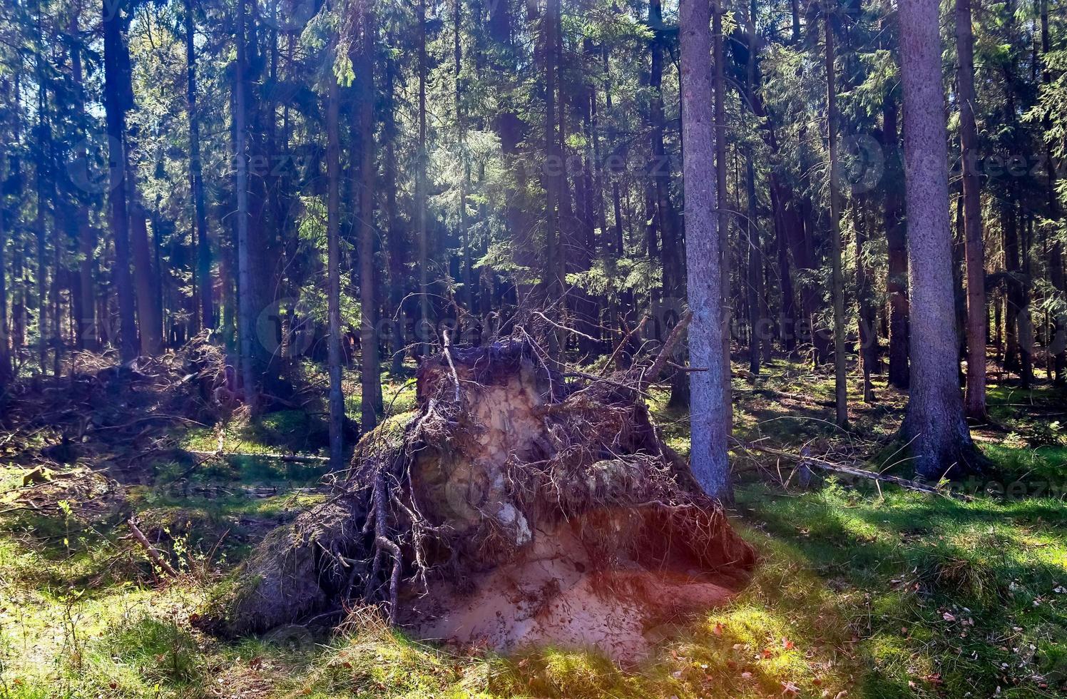 Beautiful view into a dense green forest with bright sunlight casting deep shadow photo