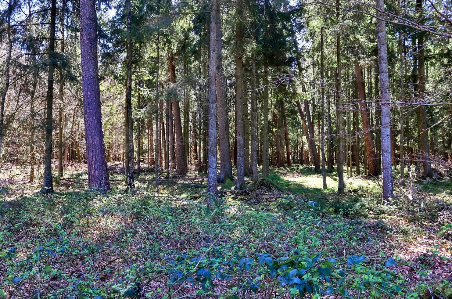 Beautiful view into a dense green forest with bright sunlight casting deep shadow photo