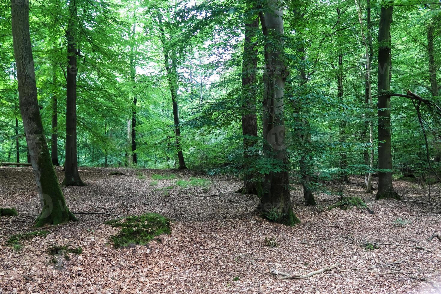 hermosa vista a un denso bosque verde con luz solar brillante que proyecta una sombra profunda foto