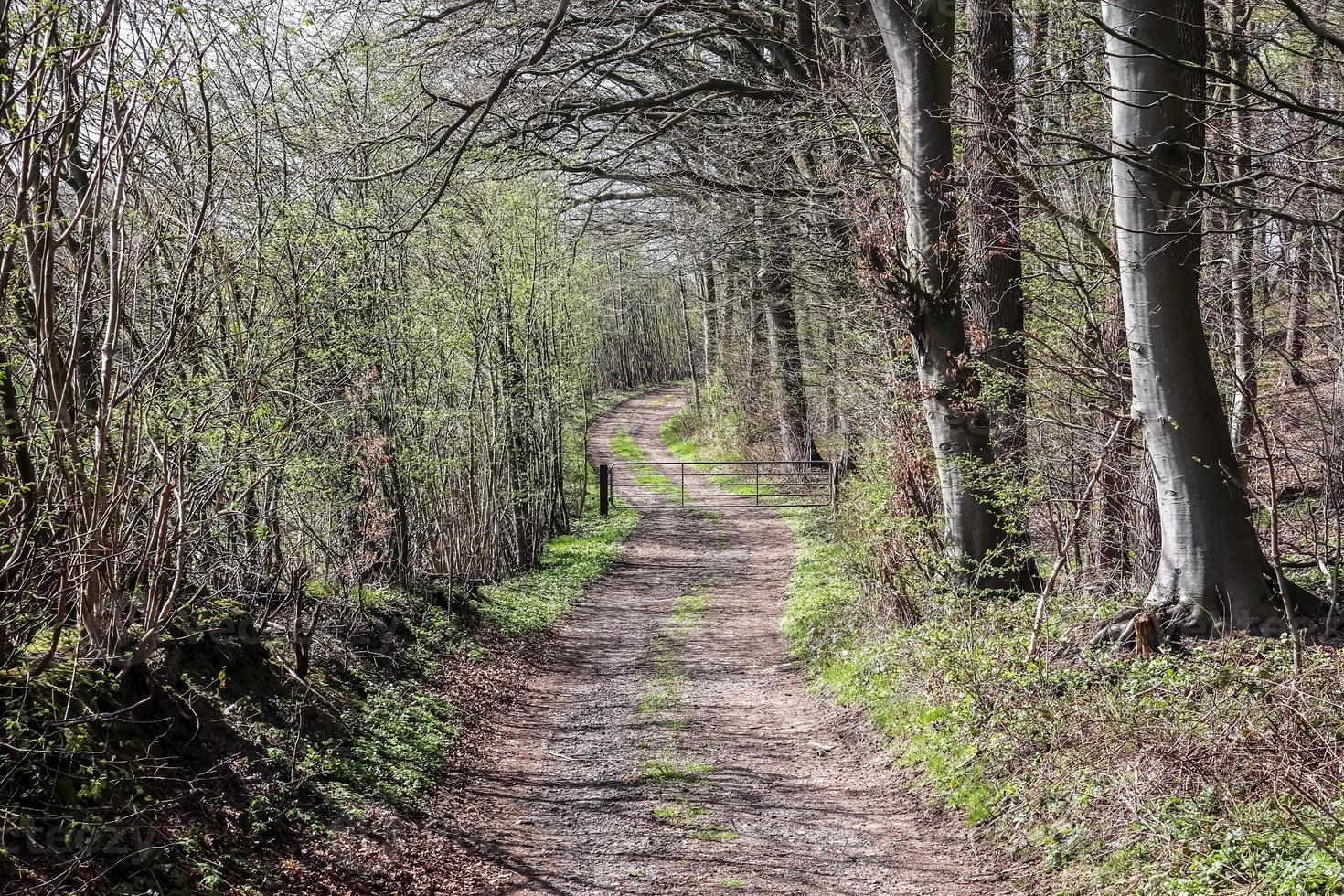 Beautiful view into a dense green forest with bright sunlight casting deep shadow photo