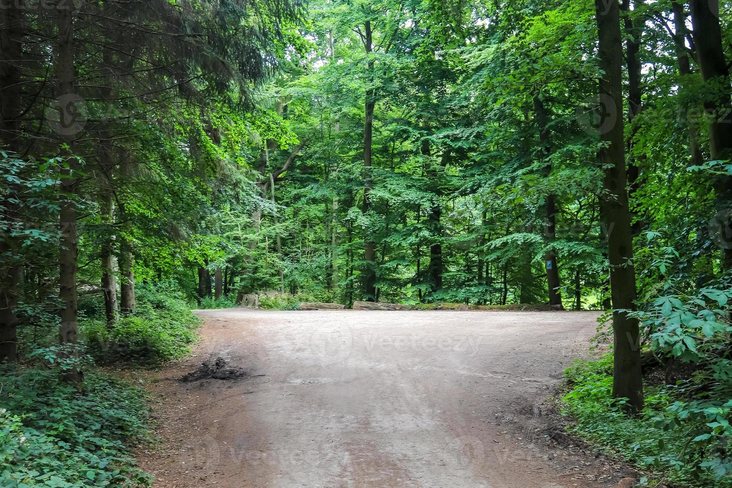 Beautiful view into a dense green forest with bright sunlight casting deep shadow photo
