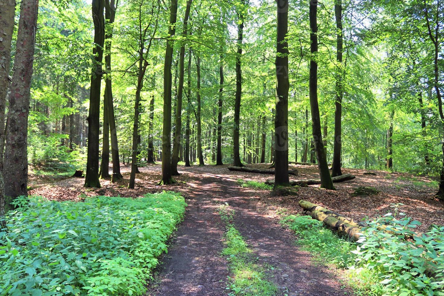 hermosa vista a un denso bosque verde con luz solar brillante que proyecta una sombra profunda foto