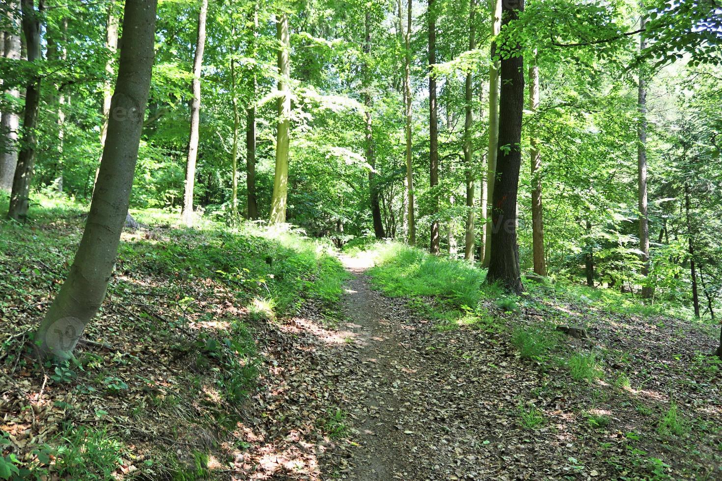 Beautiful view into a dense green forest with bright sunlight casting deep shadow photo