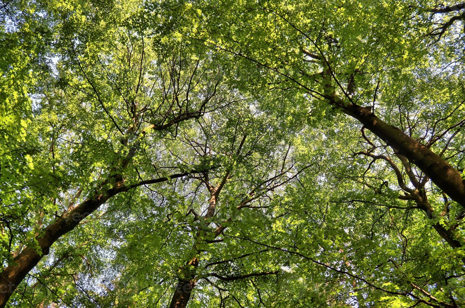 Beautiful view into a dense green forest with bright sunlight casting deep shadow photo