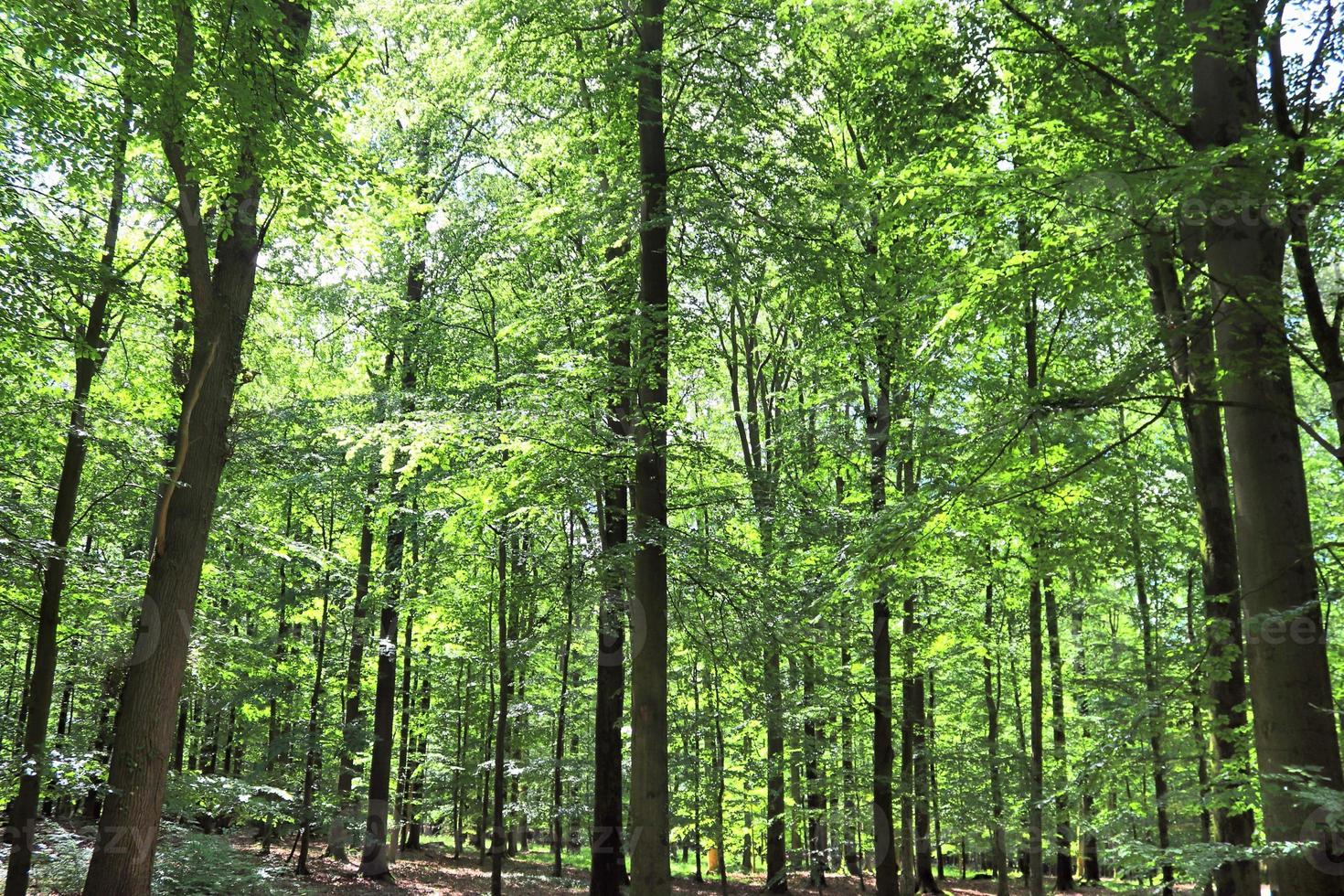 Beautiful view into a dense green forest with bright sunlight casting deep shadow photo