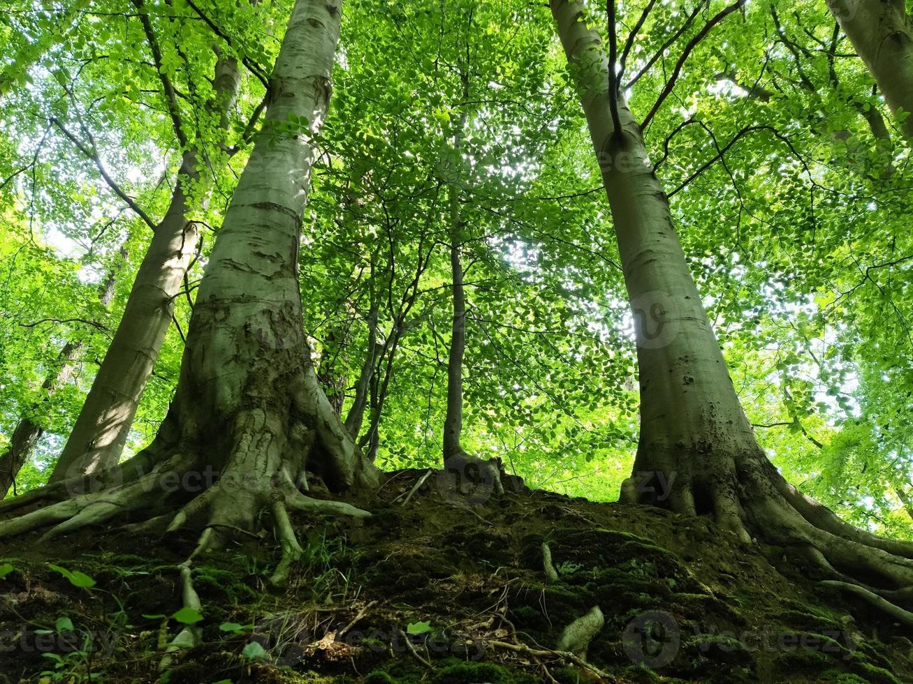 Beautiful view into a dense green forest with bright sunlight casting deep shadow photo