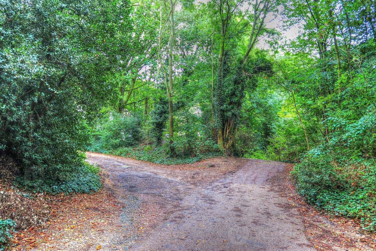 Beautiful view into a dense green forest with bright sunlight casting deep shadow photo