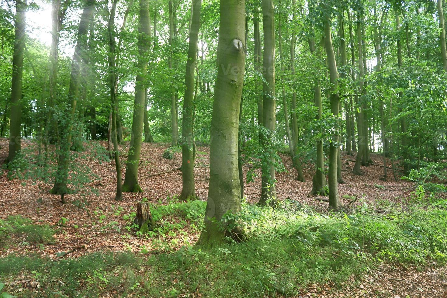 Beautiful view into a dense green forest with bright sunlight casting deep shadow photo