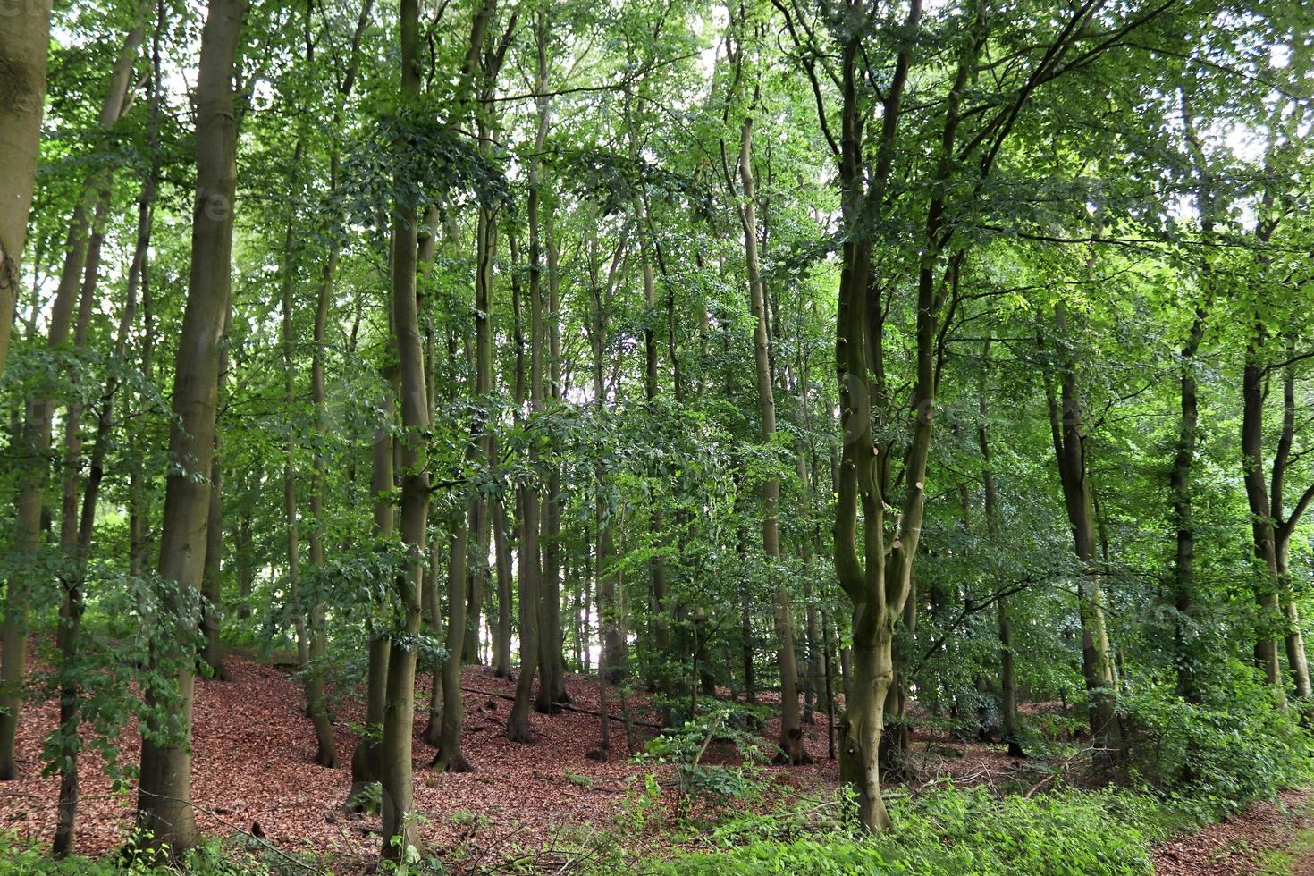 Beautiful view into a dense green forest with bright sunlight casting deep shadow photo