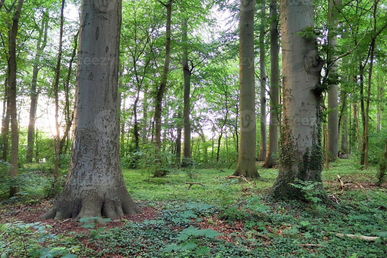Beautiful view into a dense green forest with bright sunlight casting deep shadow photo