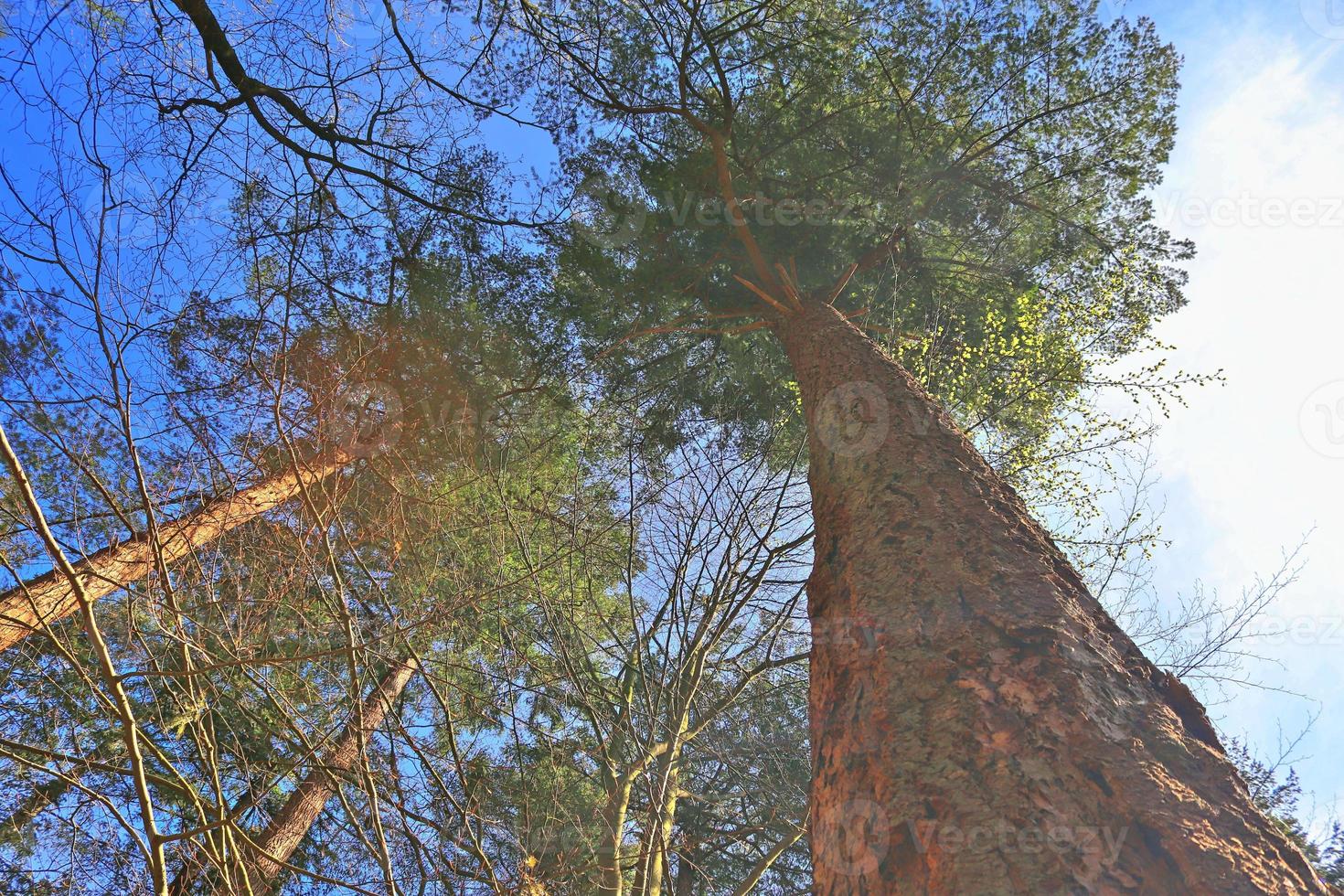 Beautiful view into a dense green forest with bright sunlight casting deep shadow photo