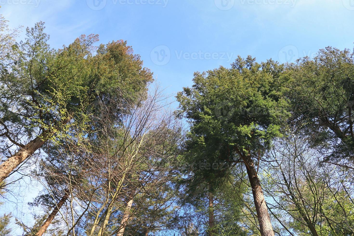 hermosa vista a un denso bosque verde con luz solar brillante que proyecta una sombra profunda foto