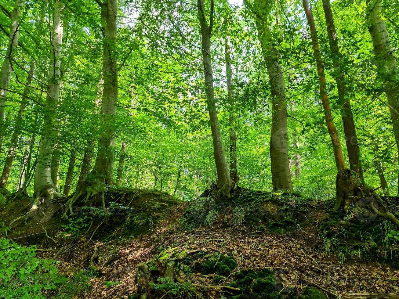 Beautiful view into a dense green forest with bright sunlight casting deep shadow photo