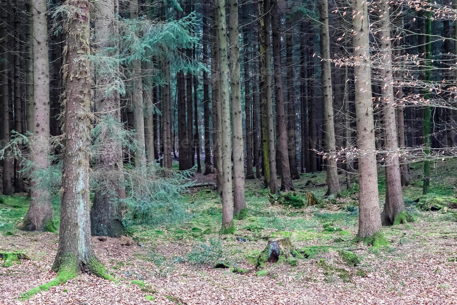 hermosa vista a un denso bosque verde con luz solar brillante que proyecta una sombra profunda foto