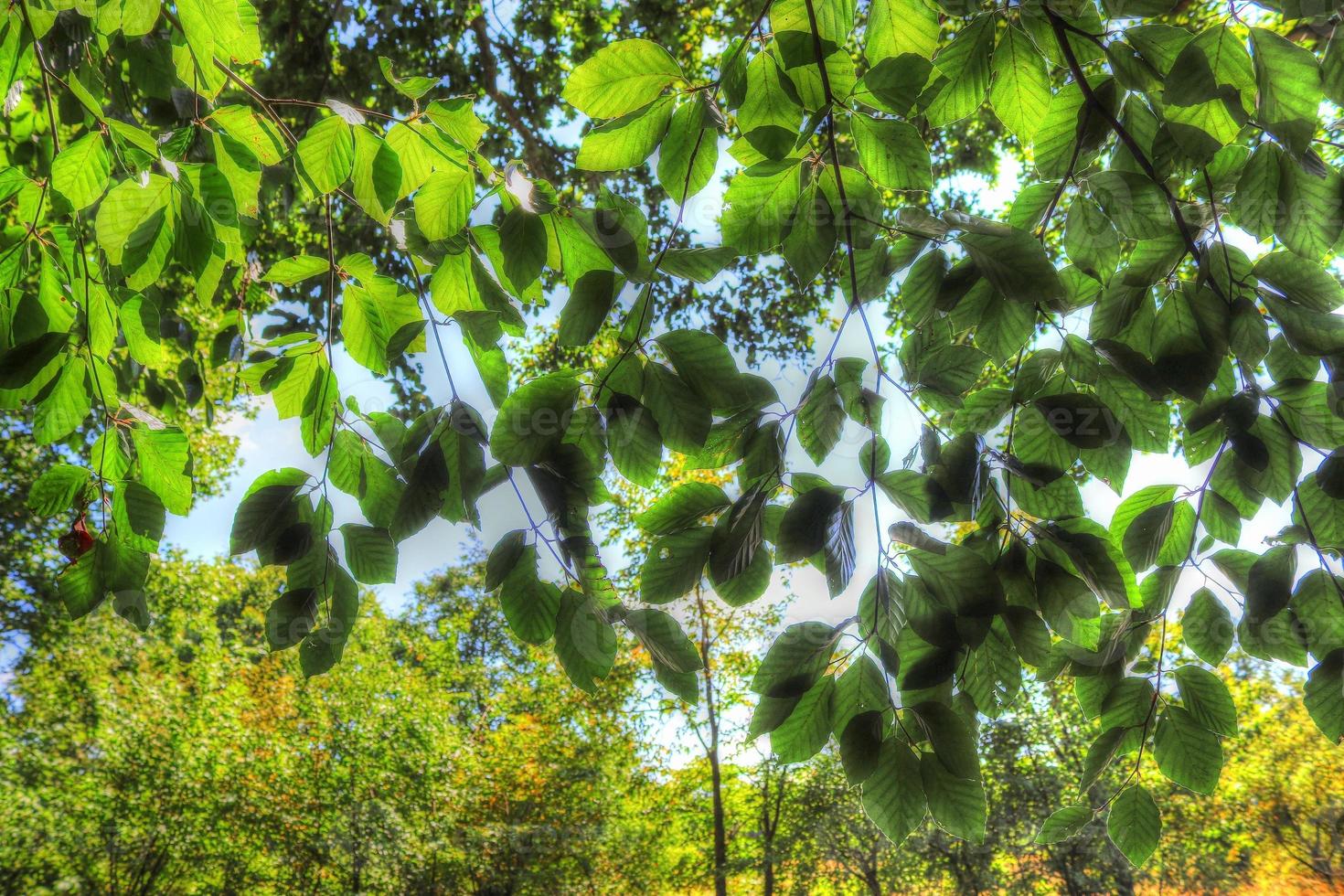 Beautiful view into a dense green forest with bright sunlight casting deep shadow photo