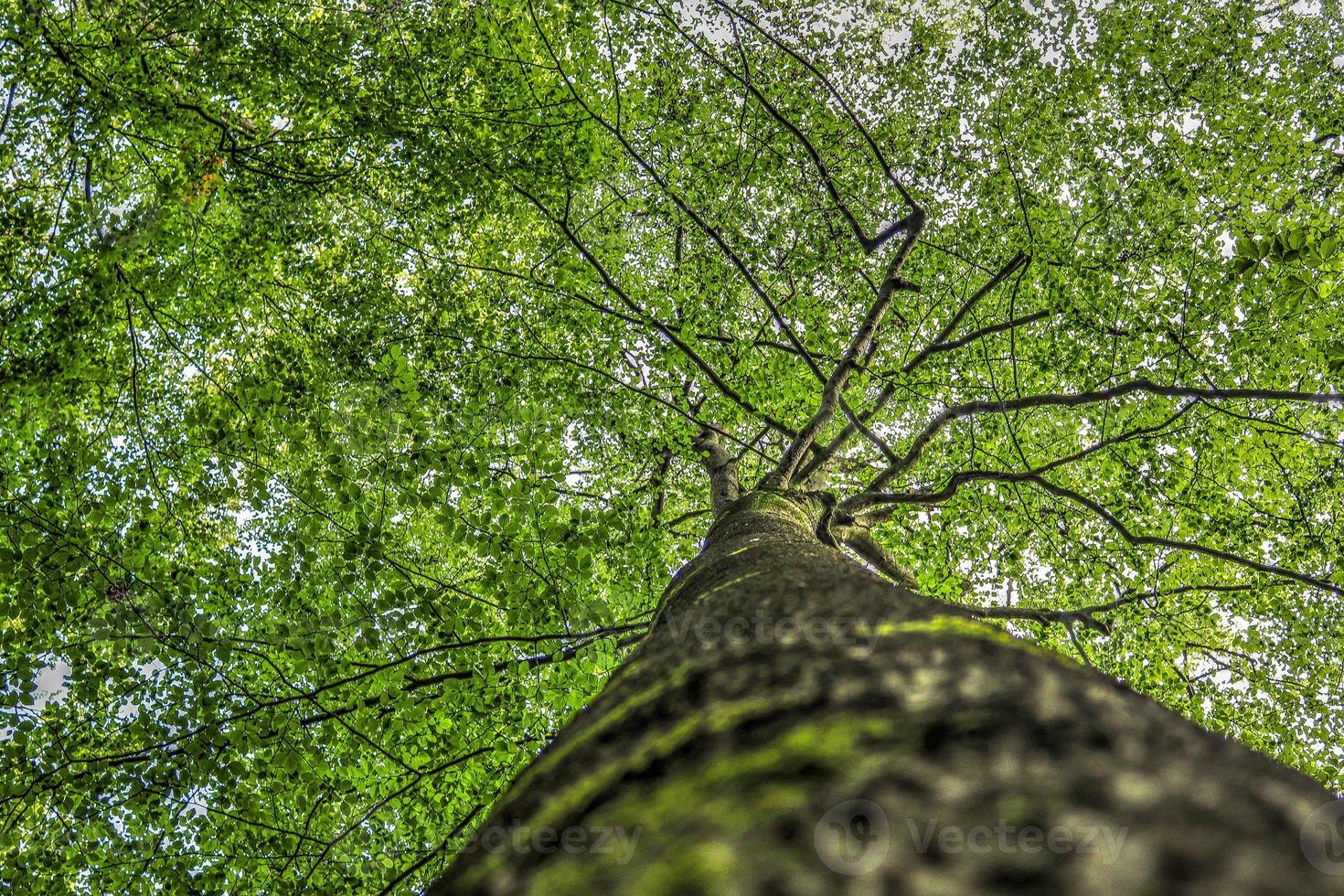 Beautiful view into a dense green forest with bright sunlight casting deep shadow photo