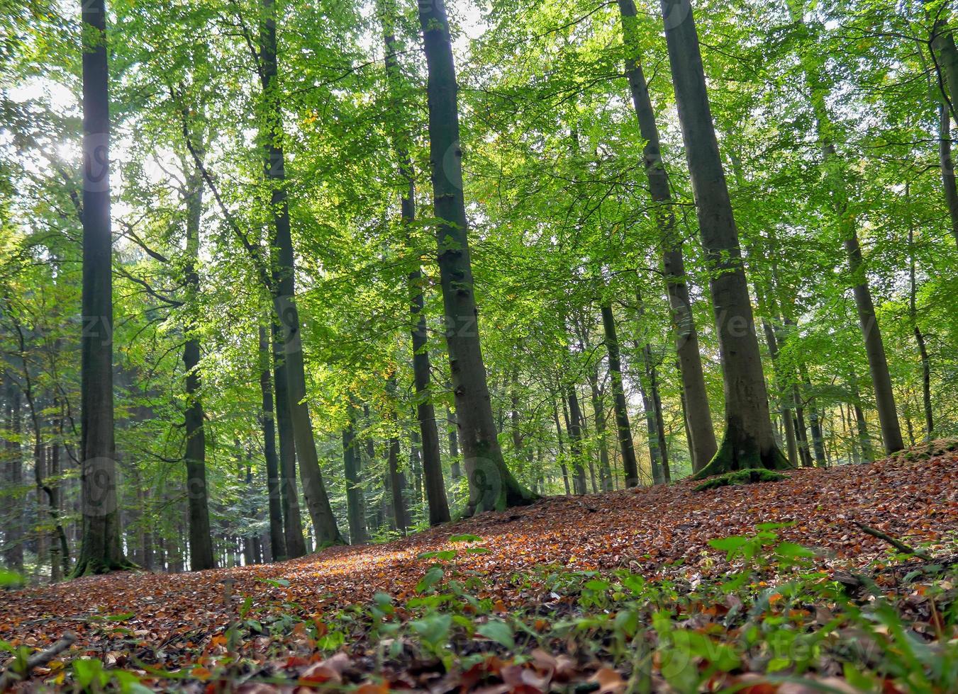 Beautiful view into a dense green forest with bright sunlight casting deep shadow photo
