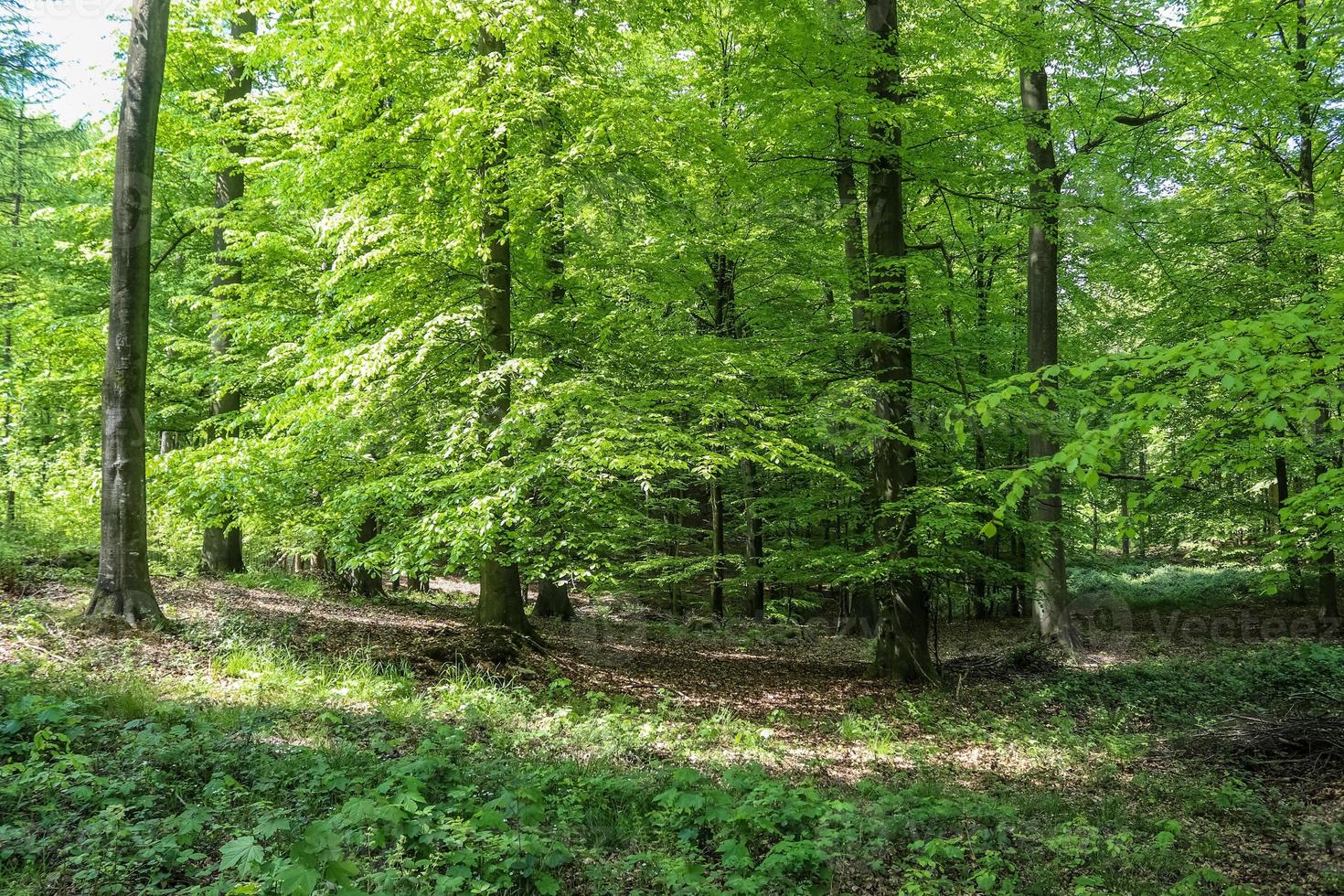 Beautiful view into a dense green forest with bright sunlight casting deep shadow photo