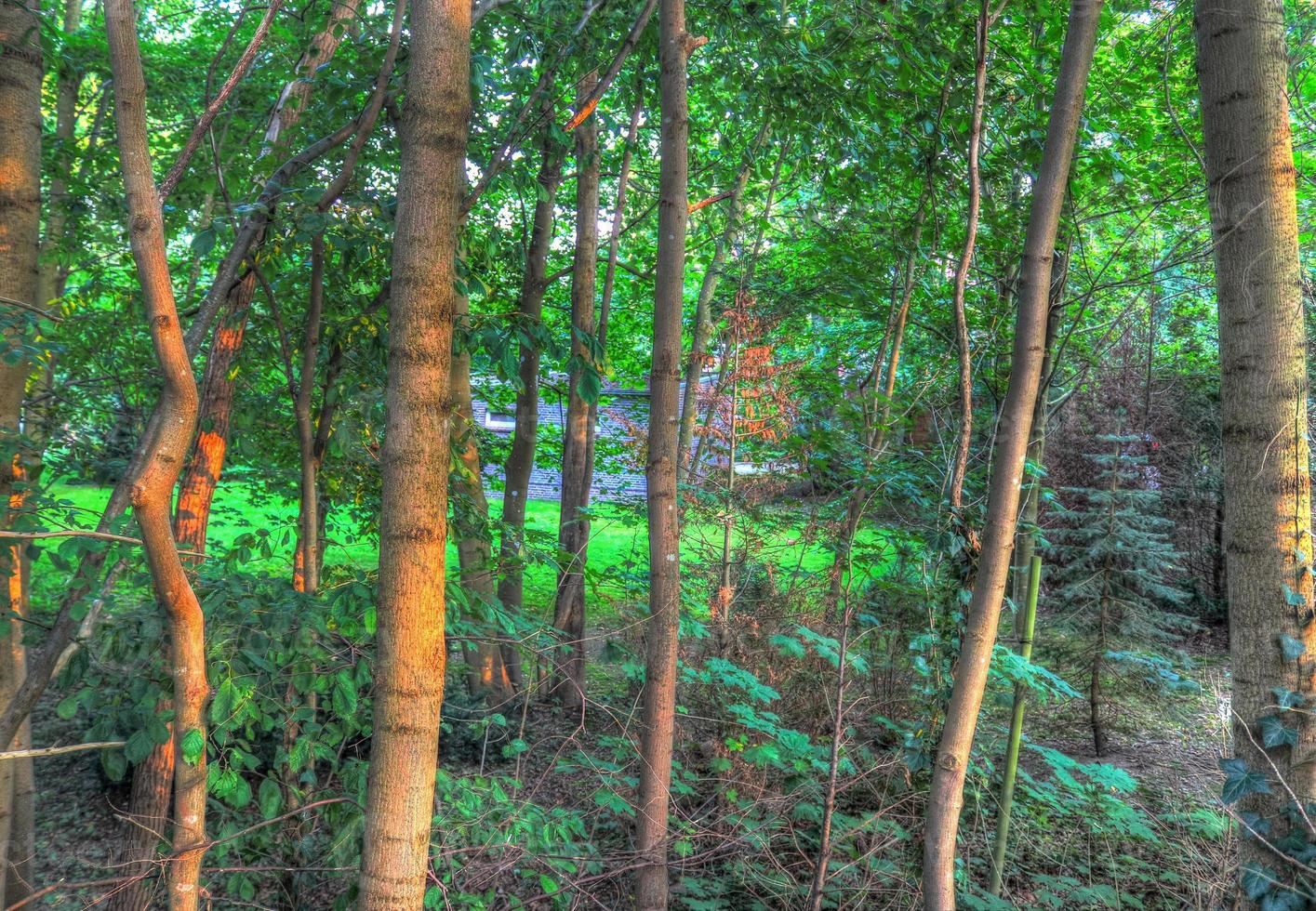 Beautiful view into a dense green forest with bright sunlight casting deep shadow photo