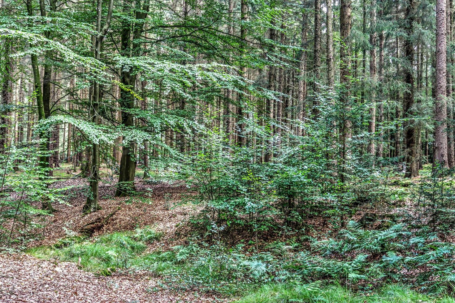 Beautiful view into a dense green forest with bright sunlight casting deep shadow photo