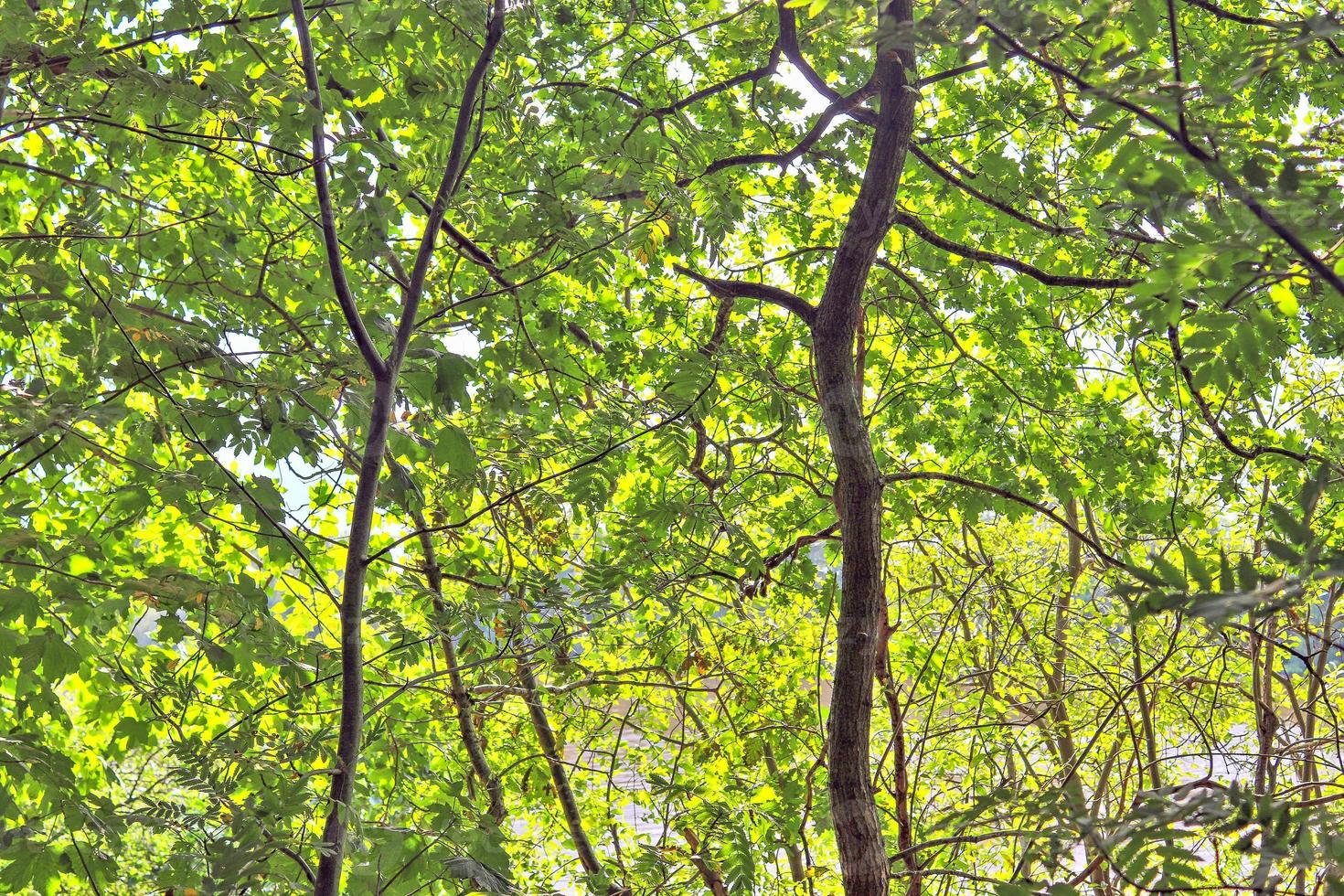 Beautiful view into a dense green forest with bright sunlight casting deep shadow photo