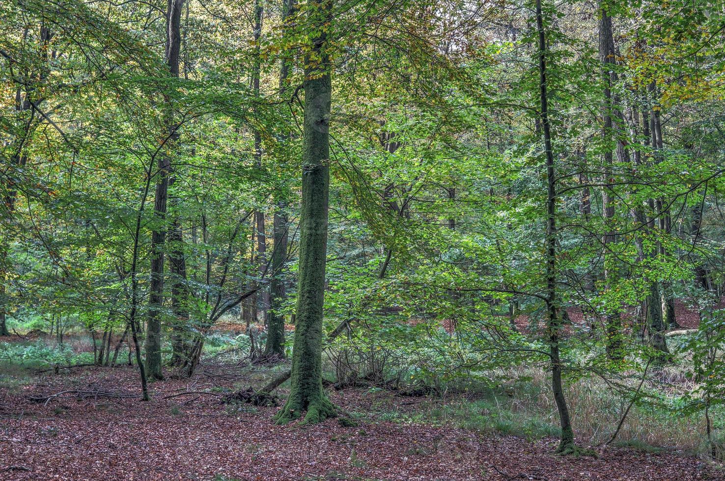 Beautiful view into a dense green forest with bright sunlight casting deep shadow photo
