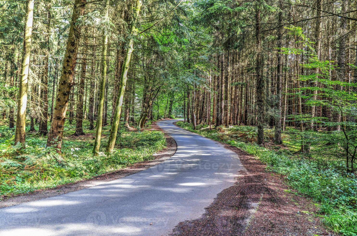 Beautiful view into a dense green forest with bright sunlight casting deep shadow photo