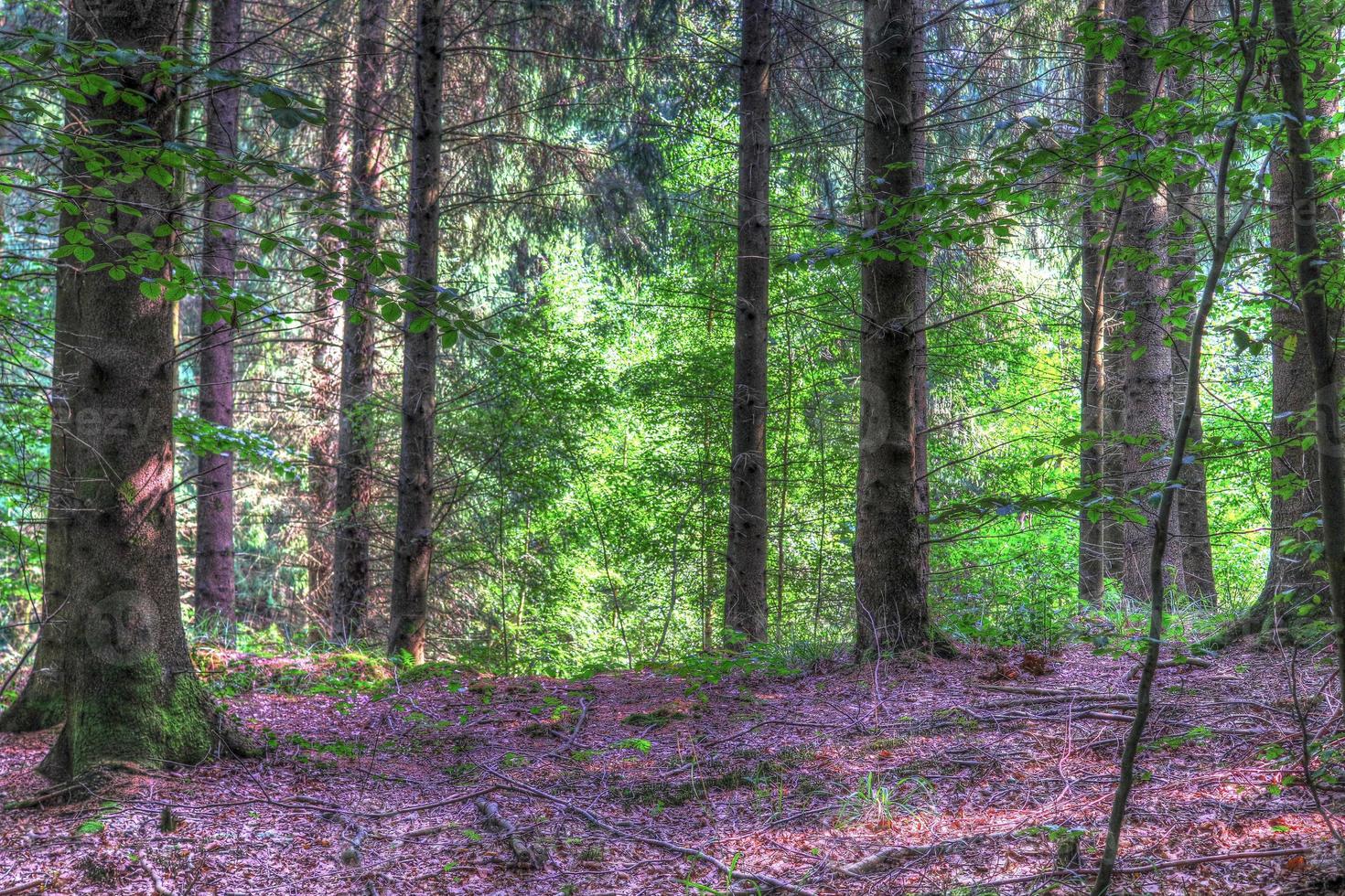 Beautiful view into a dense green forest with bright sunlight casting deep shadow photo