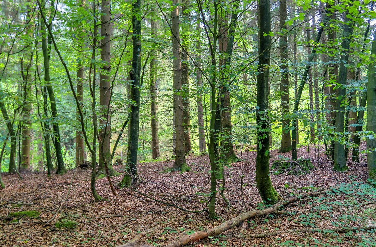 Beautiful view into a dense green forest with bright sunlight casting deep shadow photo