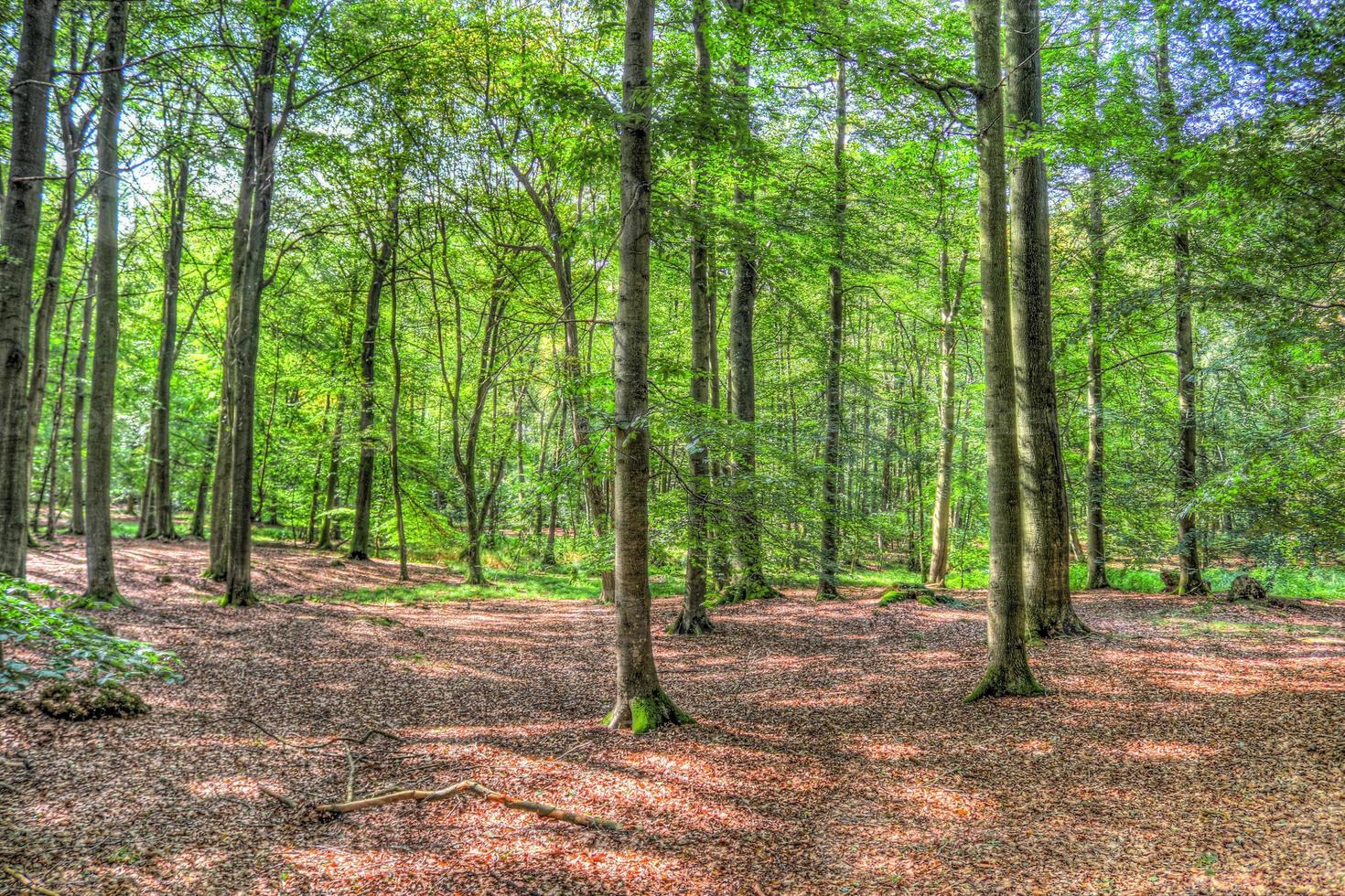 Beautiful view into a dense green forest with bright sunlight casting deep shadow photo