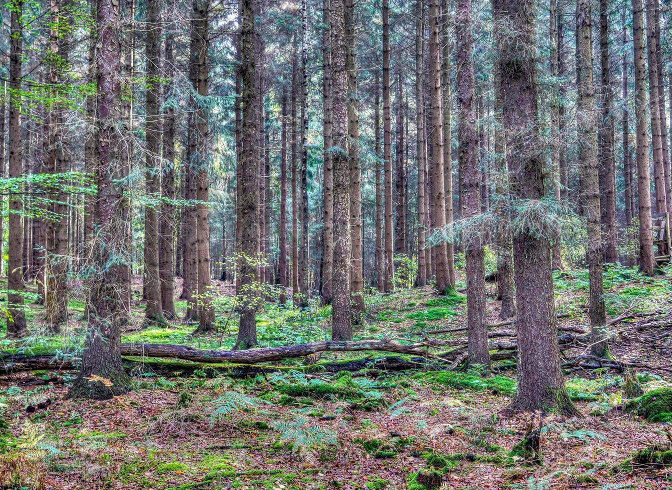 Beautiful view into a dense green forest with bright sunlight casting deep shadow photo