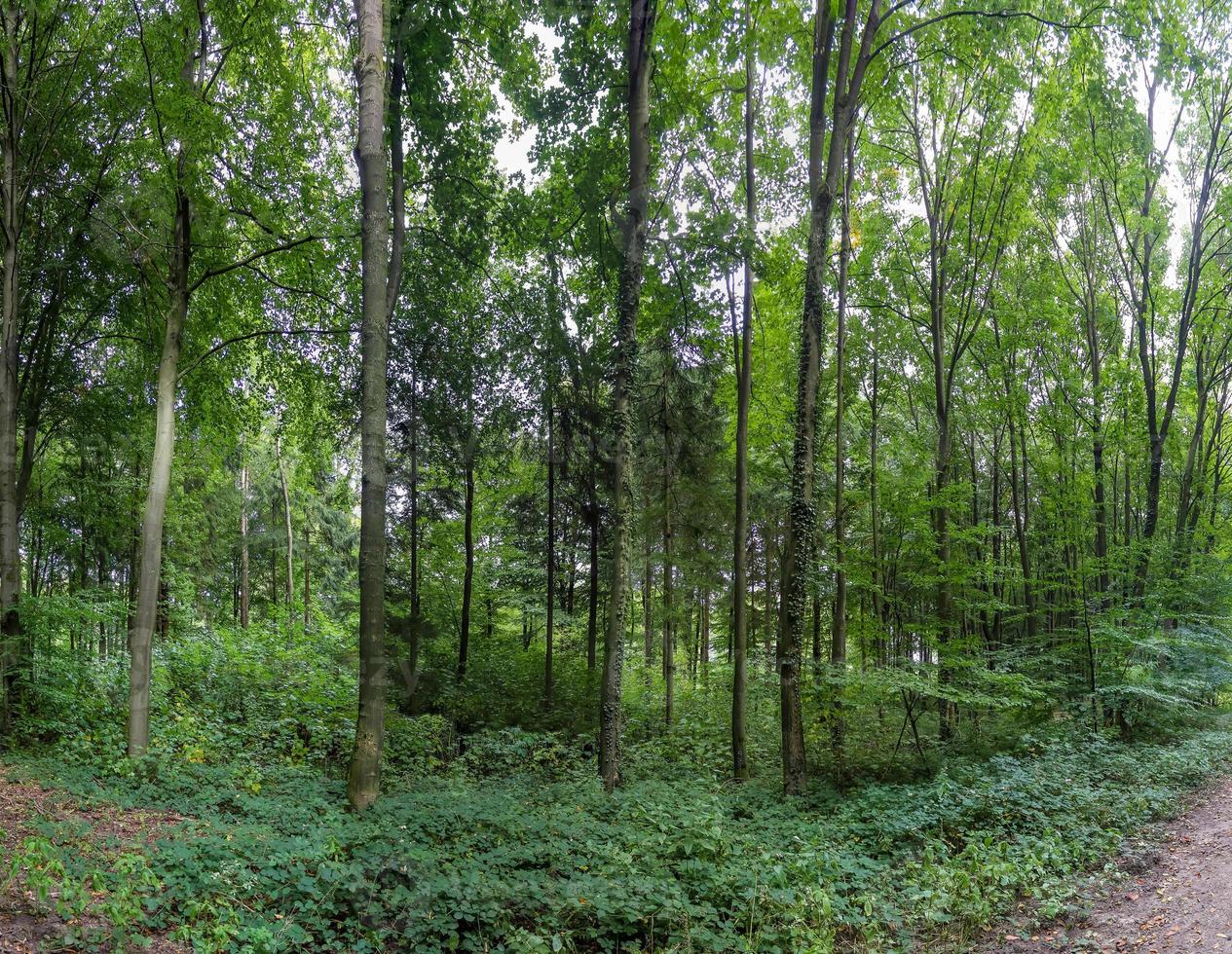 Beautiful view into a dense green forest with bright sunlight casting deep shadow photo