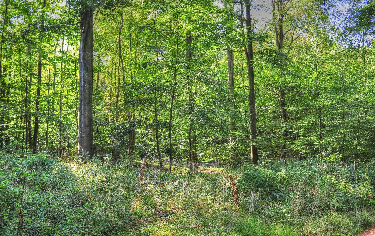 Beautiful view into a dense green forest with bright sunlight casting deep shadow photo