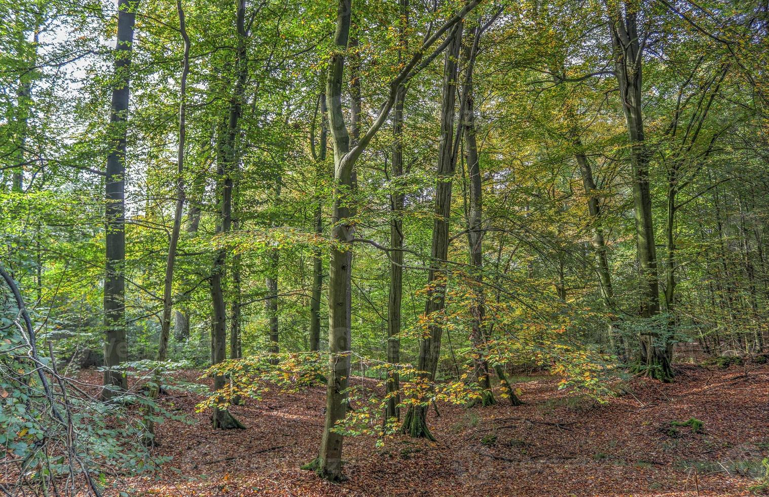 Beautiful view into a dense green forest with bright sunlight casting deep shadow photo