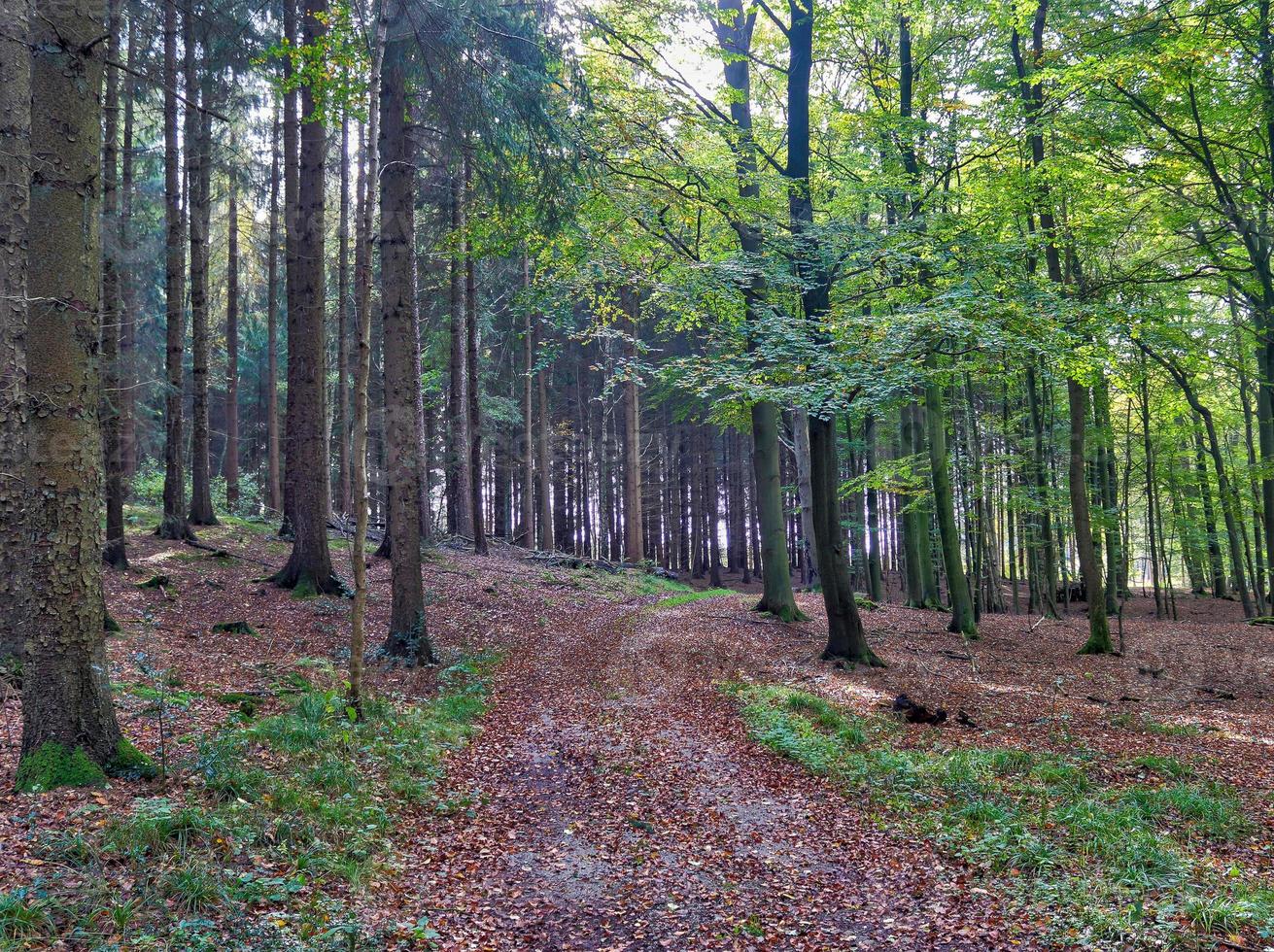 Beautiful view into a dense green forest with bright sunlight casting deep shadow photo