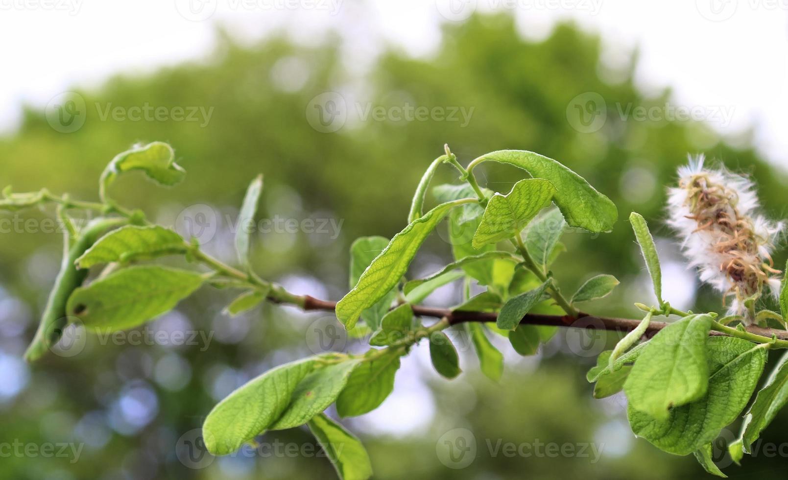 Fresh leaves at a tree branch in springtime with a soft bokeh background. photo