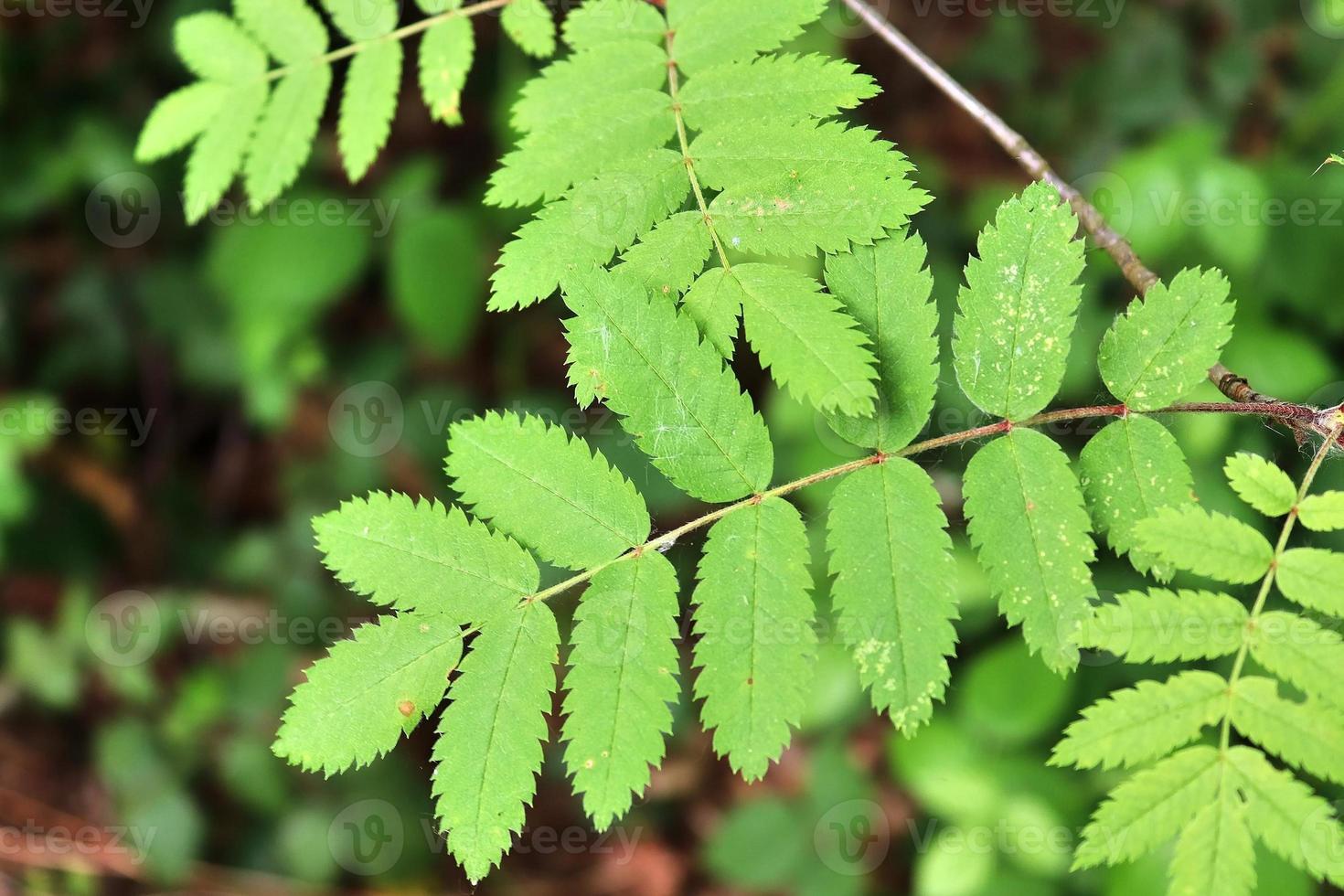 Fresh leaves at a tree branch in springtime with a soft bokeh background. photo