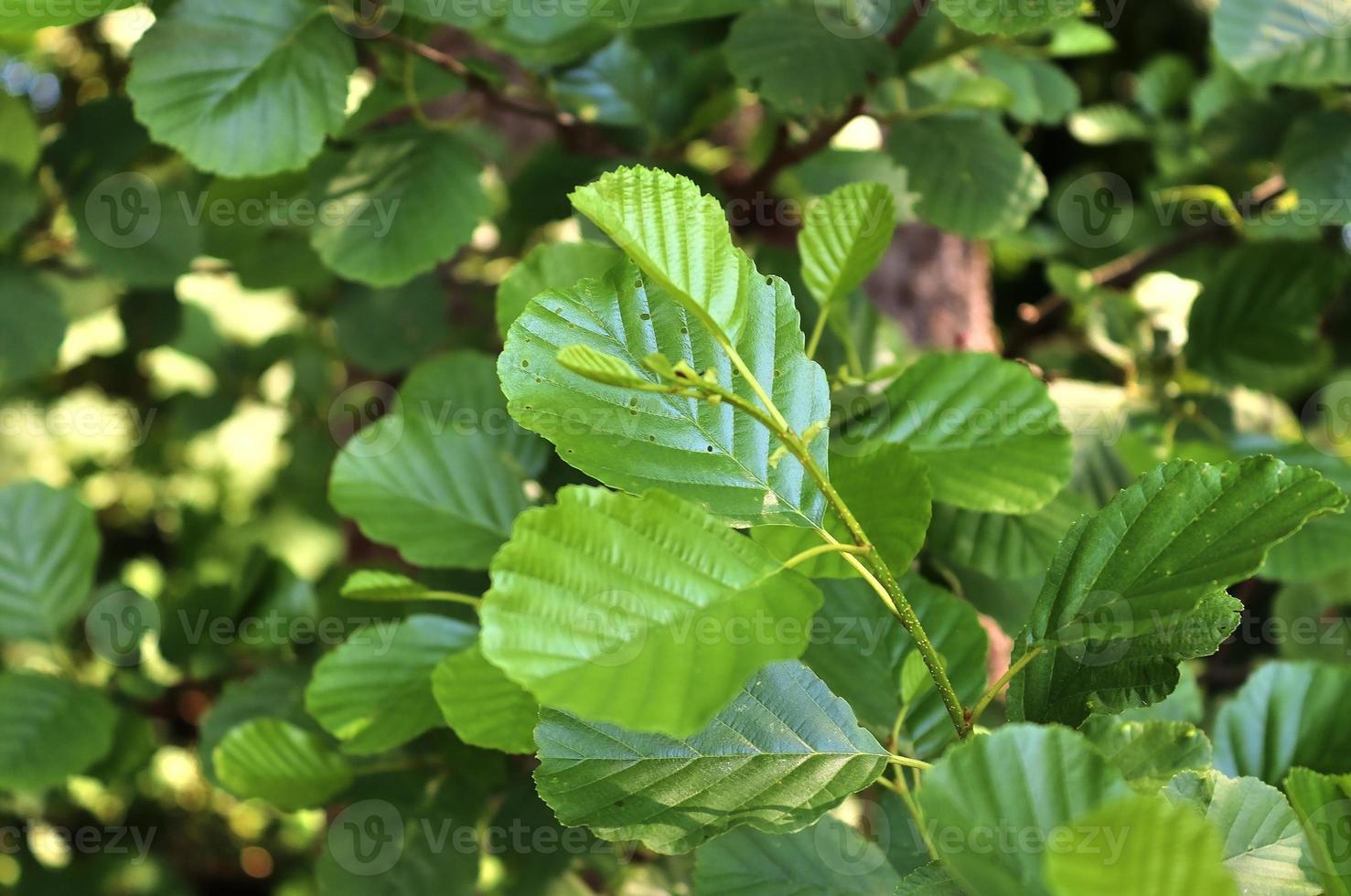 Fresh leaves at a tree branch in springtime with a soft bokeh background. photo
