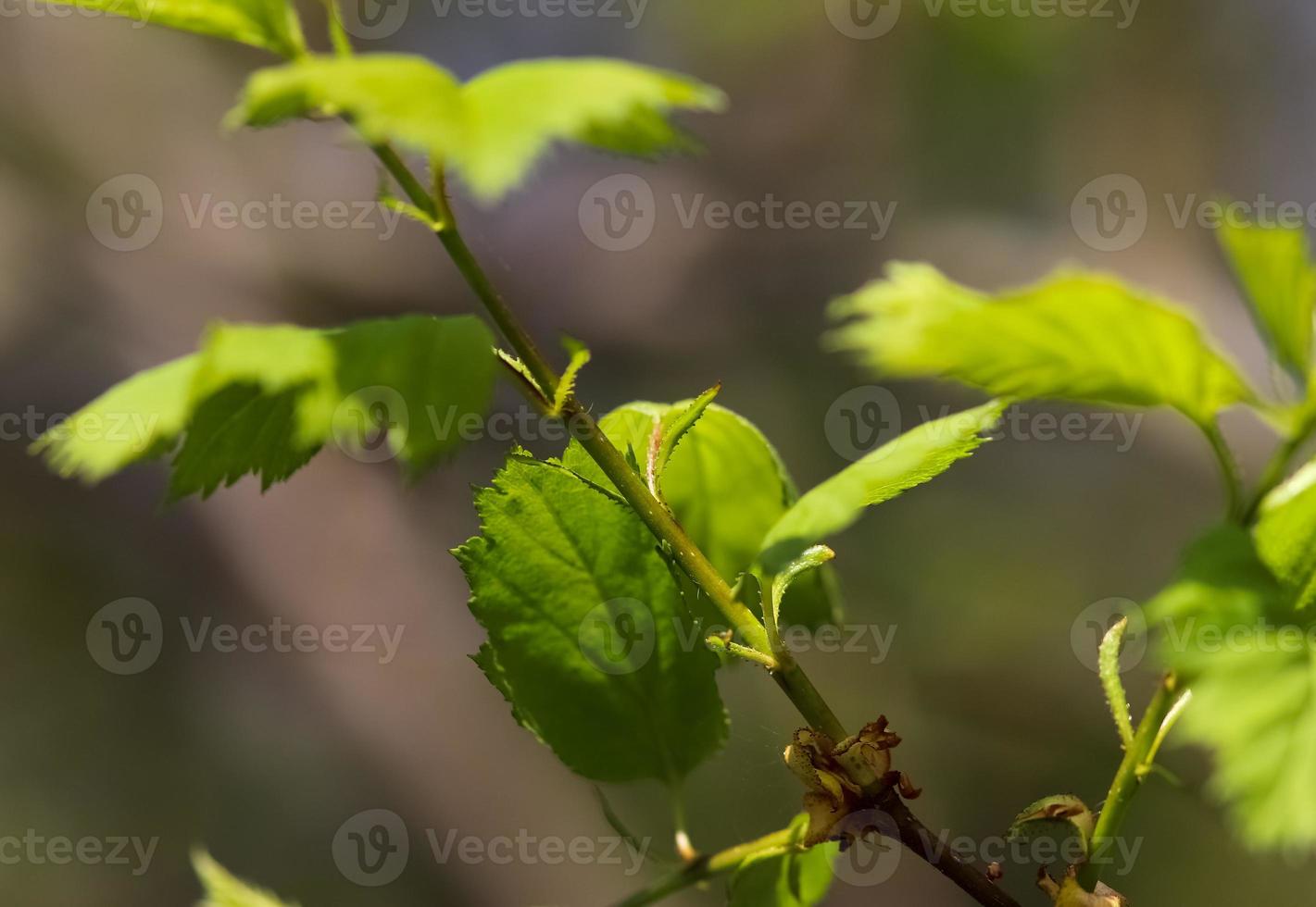 Fresh leaves at a tree branch in springtime with a soft bokeh background. photo