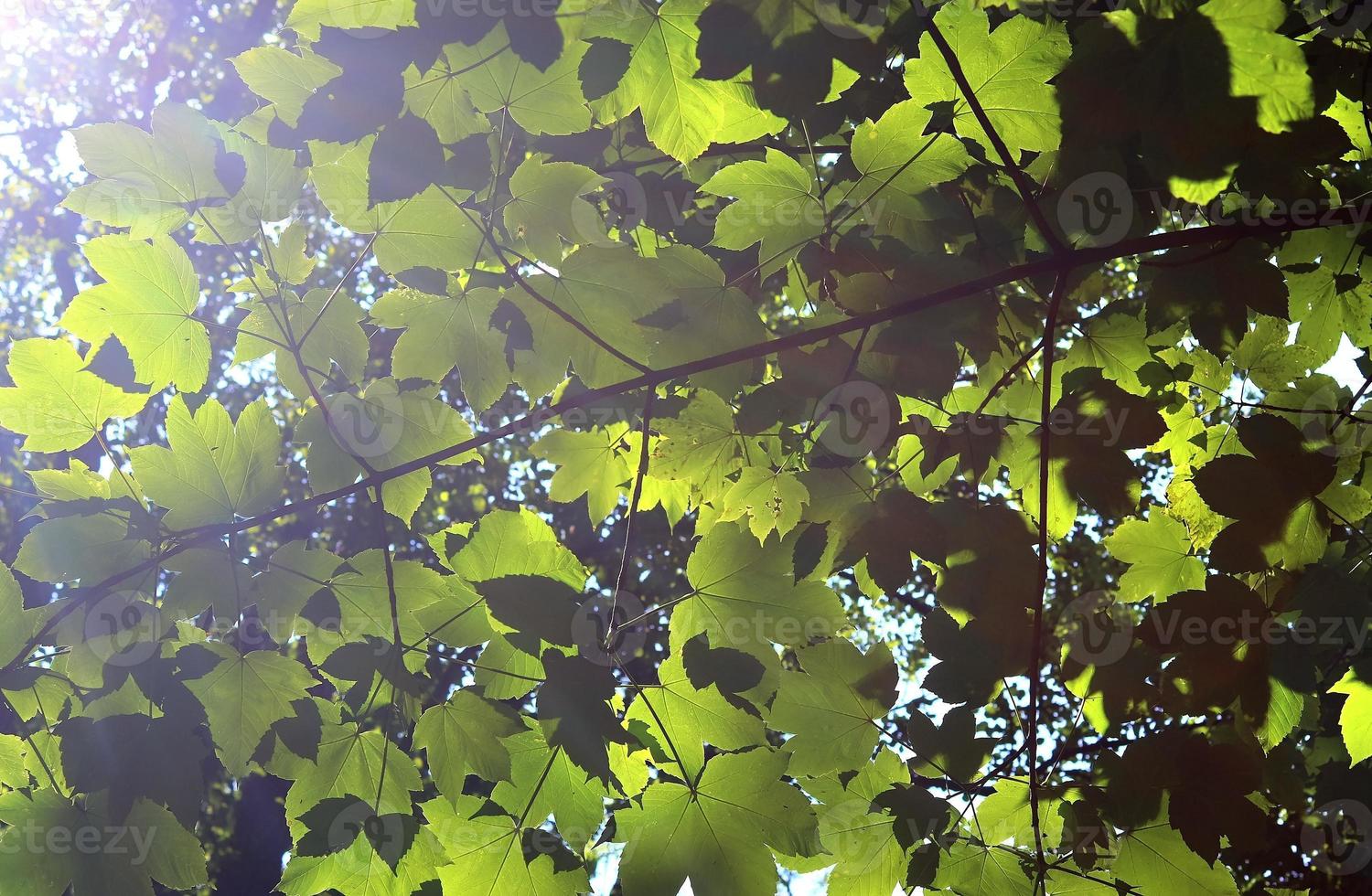 Fresh leaves at a tree branch in springtime with a soft bokeh background. photo