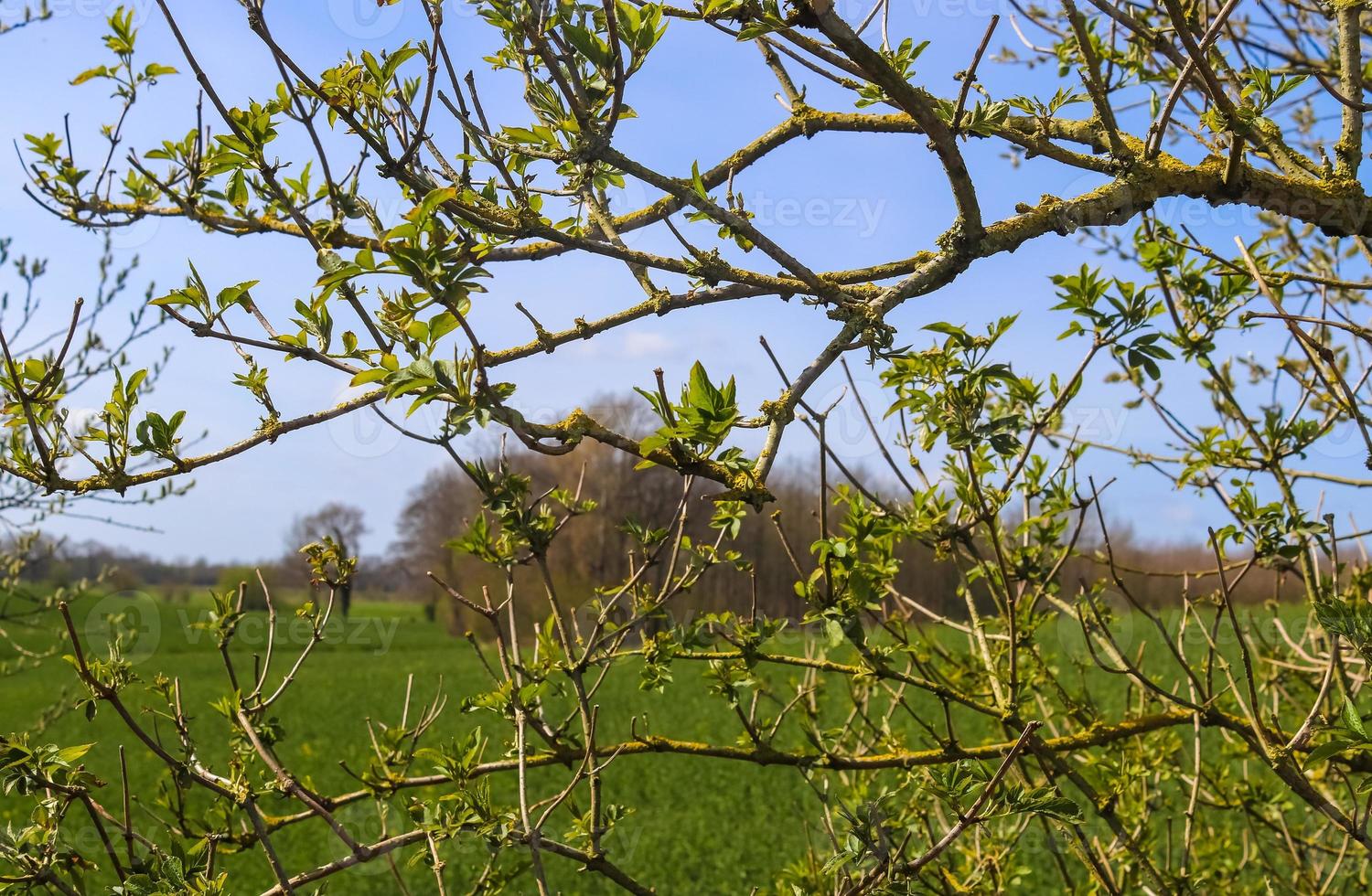 Fresh leaves at a tree branch in springtime with a soft bokeh background. photo