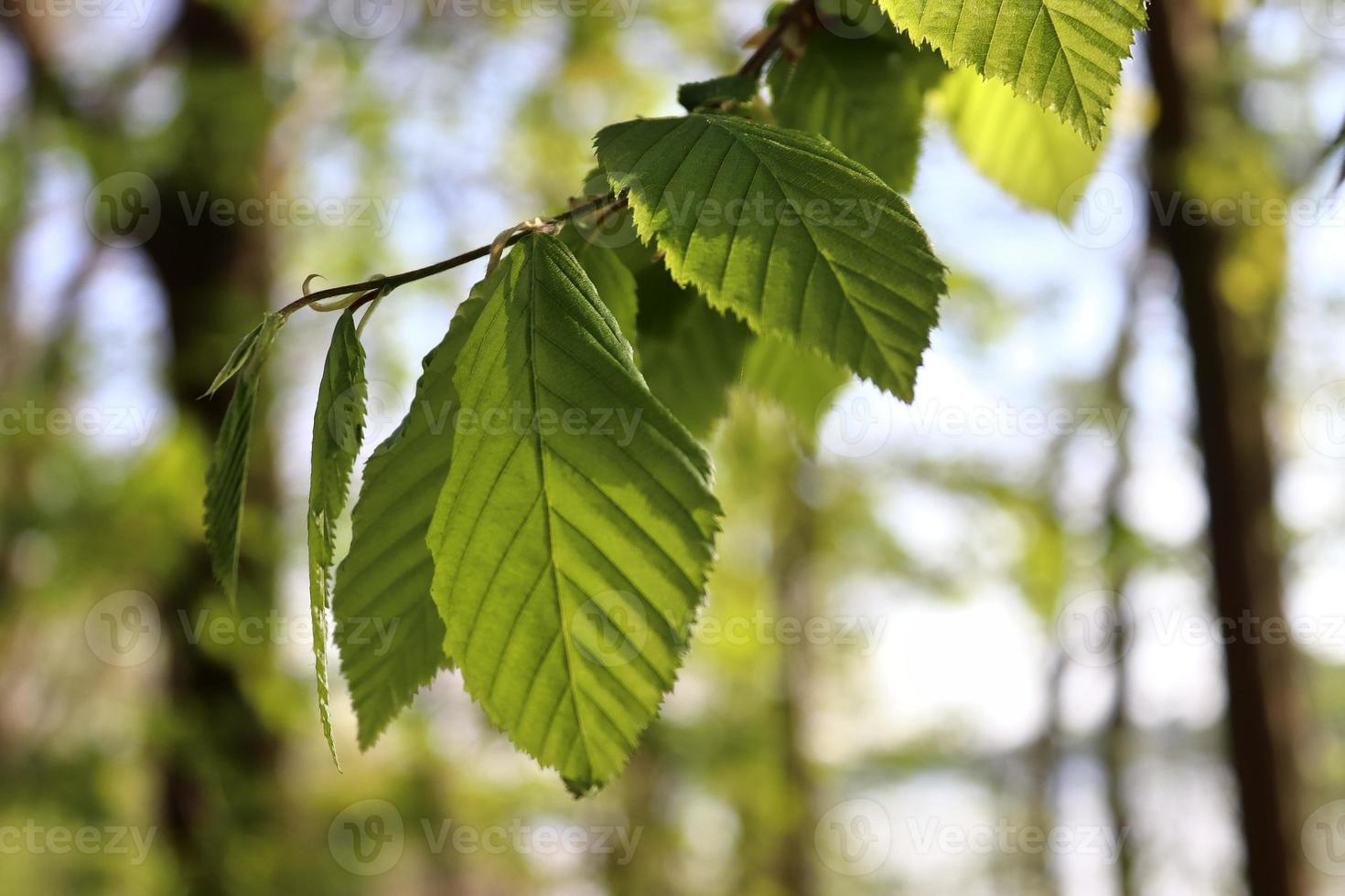 Fresh leaves at a tree branch in springtime with a soft bokeh background. photo