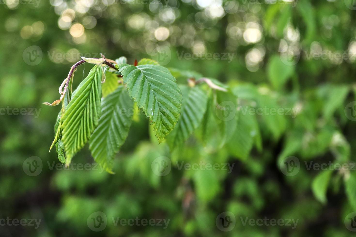 hojas frescas en la rama de un árbol en primavera con un suave fondo bokeh. foto