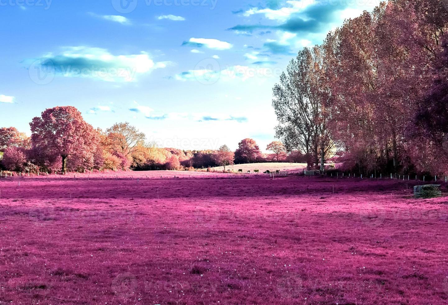 Beautiful pink infrared shots of a northern european landscape with a deep blue sky photo