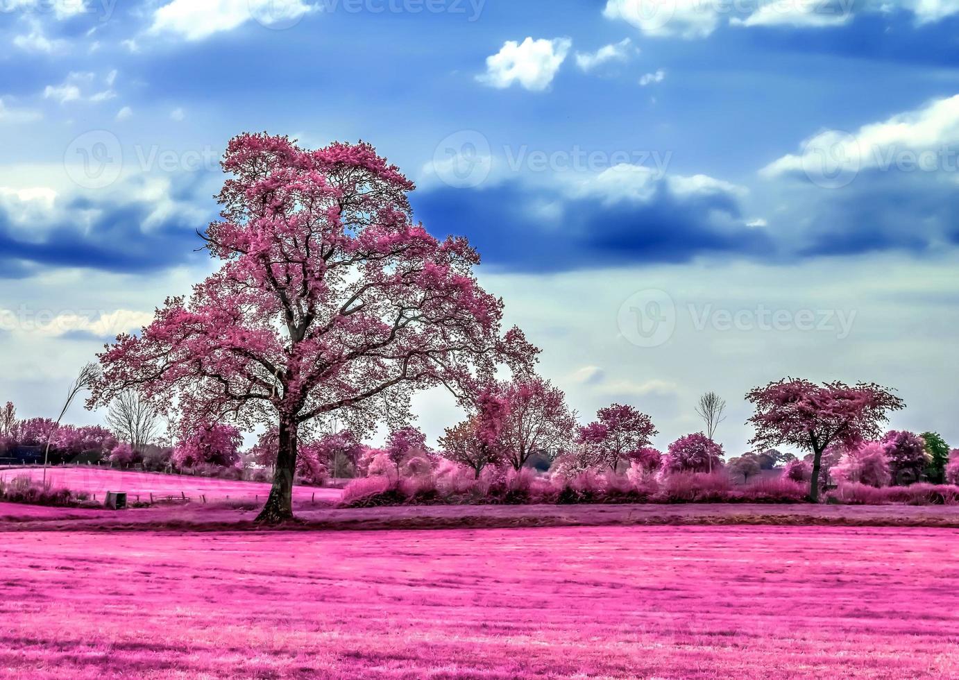 Beautiful pink infrared shots of a northern european landscape with a deep blue sky photo