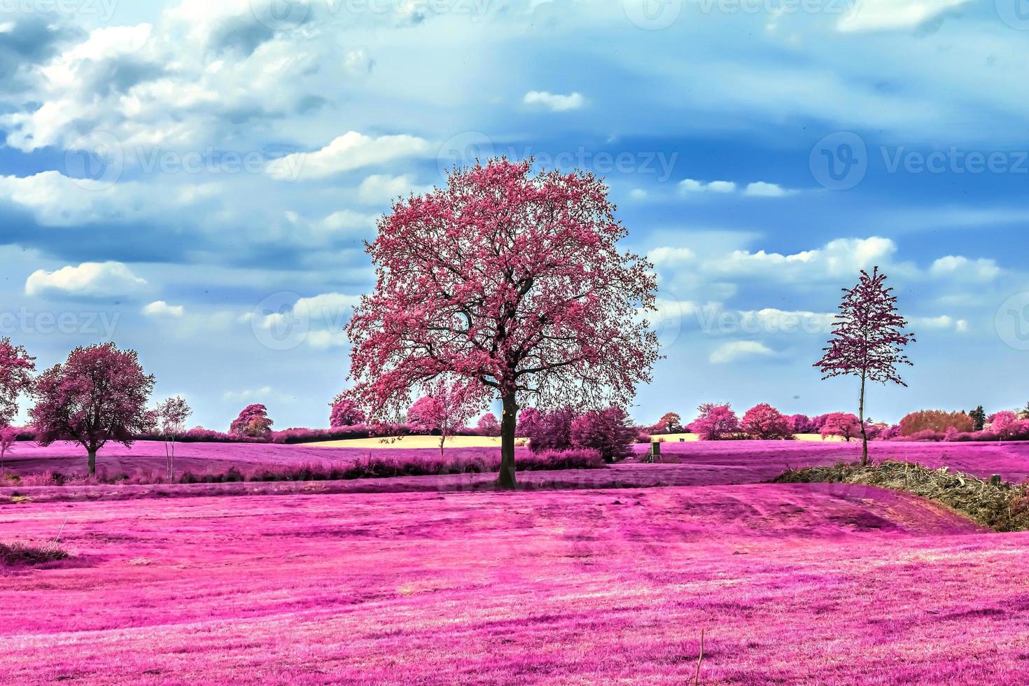 Beautiful pink infrared shots of a northern european landscape with a deep blue sky photo