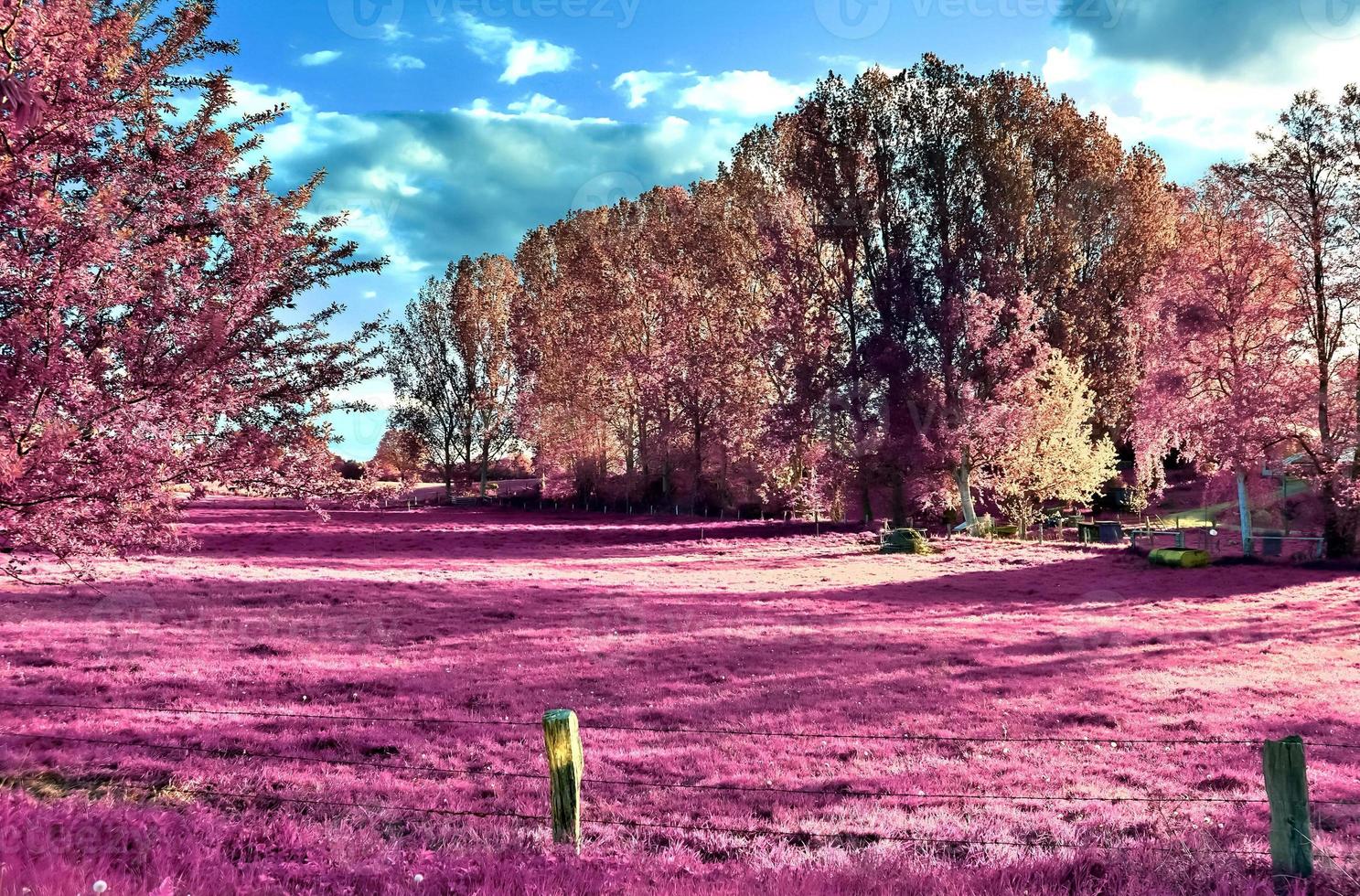 Beautiful pink infrared shots of a northern european landscape with a deep blue sky photo