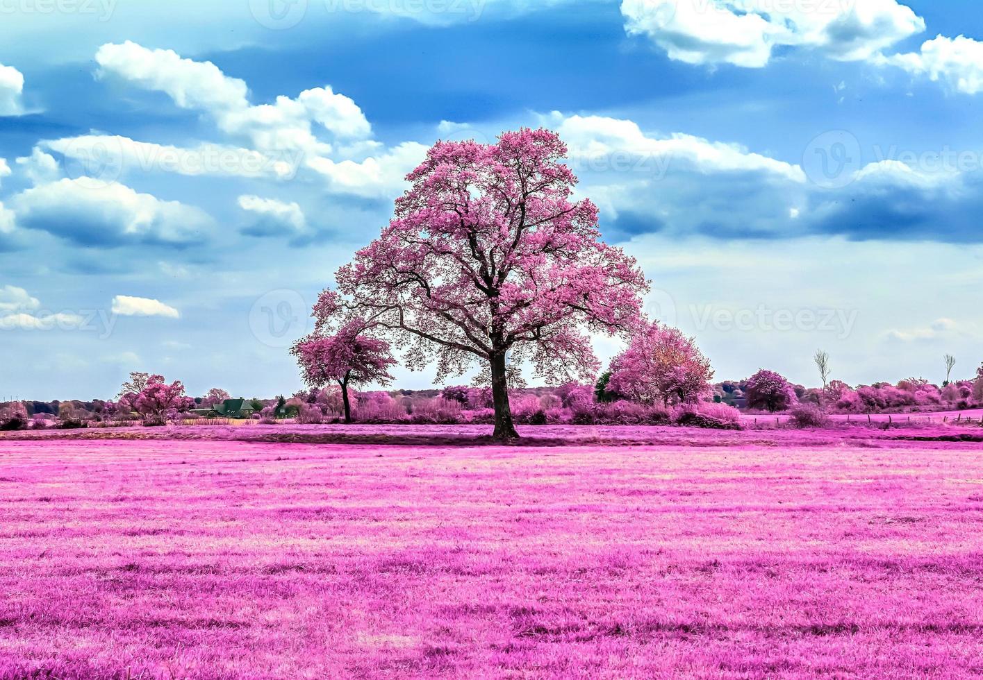 Beautiful pink infrared shots of a northern european landscape with a deep blue sky photo